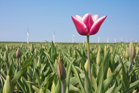 First tulip