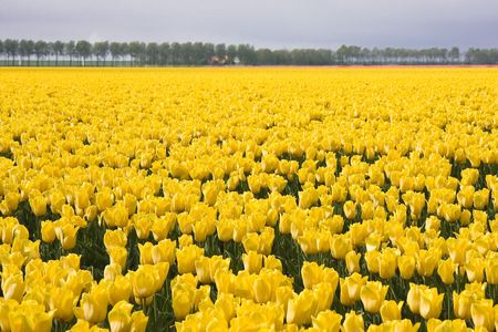 Field of yellow tulips in the Netherlandsの写真素材