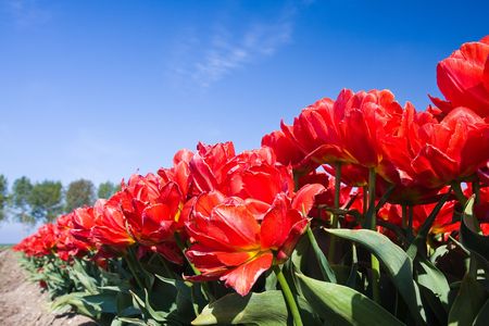 Beautiful tulips from the Netherlandsの写真素材
