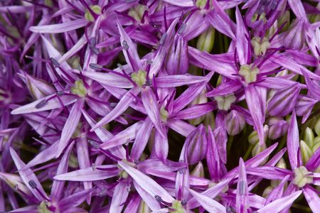 Closeup of a beautiful purple  allium