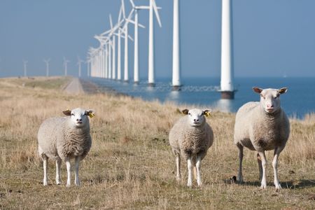 Curious sheep grazing at the dike with a long row of windmills in the seaの写真素材