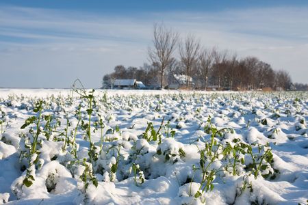 Farm crop in the winter, the Netherlandsの写真素材