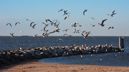Flock of seagulls, flying above the beach of Urk, the Netherlandsの写真素材