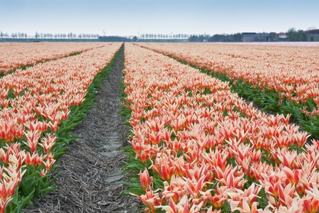Enormous Red and yellow tulip field in the Netherlandsの写真素材