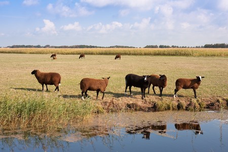 Herd of brown sheep in the wide dutch meadowの写真素材