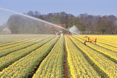 Dutch field of yellow tulips with sprinkler installation for irrigationの写真素材