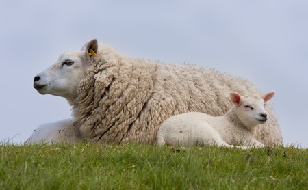Sheep with two little lambs, resting in the grassの写真素材