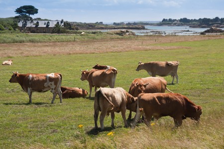 Breton cows grazing near the sea on the beautiful isle of Brehat in Franceの写真素材