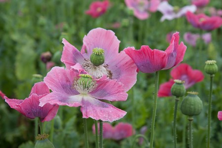 Wet purple poppy after a shower of rain in the Czech Republicの写真素材