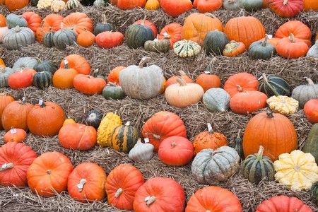Many big and colorful pumpkins in a market of the Netherlandsの写真素材