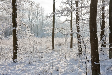 Snowy Dutch winter forest with the sun shining through the treesの写真素材