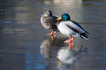 Two ducks on a frozen lakeの写真素材