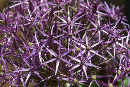 Closeup of a beautiful purple allium christophiiの写真素材