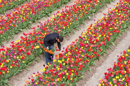 Woman is gathering beautiful coloured tulips in the Netherlandsの写真素材