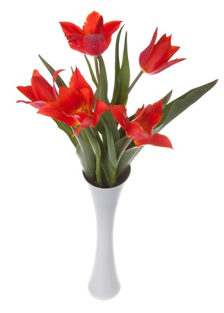 Beautiful red tulips in a vase, isolated on whiteの写真素材