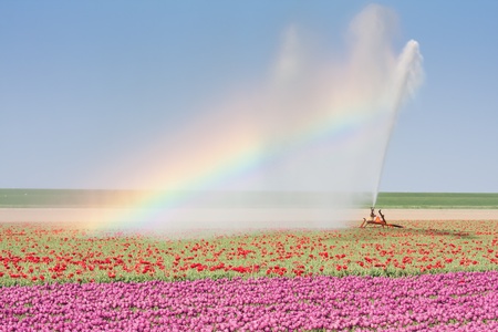 Sprinkler installation in a Dutch tulip field with a beautiful Rainbowの写真素材