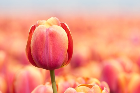 Beautiful purple tulip isolated from his backgroundの写真素材