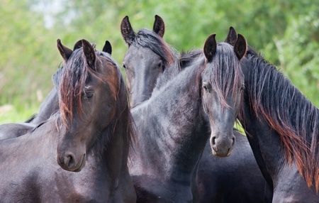 Four beautiful black horsesの写真素材