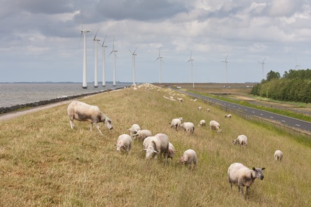 Grazing sheep with some big windmills in the sea behind themの写真素材