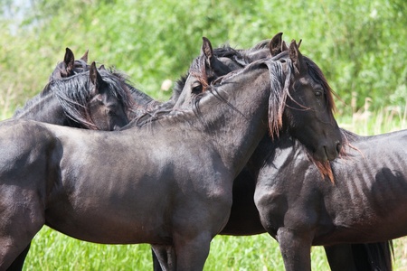Black horses in a nature areaの写真素材