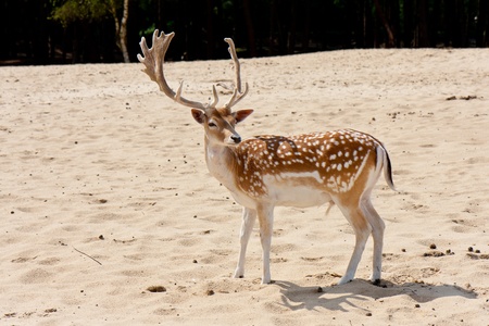 Deer at a sand-drift in the Netherlandsの写真素材