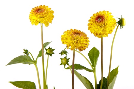 Three yellow chrysantemum isolated on whiteの写真素材