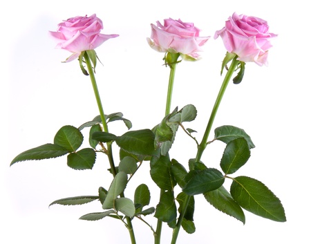 Three pink rosa, isolated on whiteの写真素材