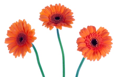 Three beautiful gerbera, isolated on whiteの写真素材
