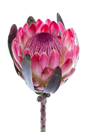 Purple protea, isolated on whiteの写真素材