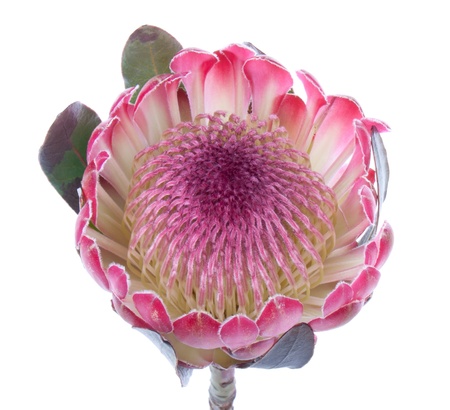 Purple protea, isolated on whiteの写真素材
