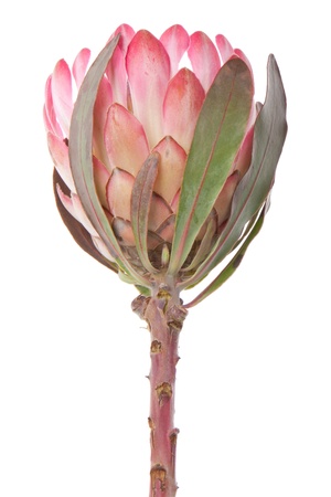 Purple protea, isolated on whiteの写真素材