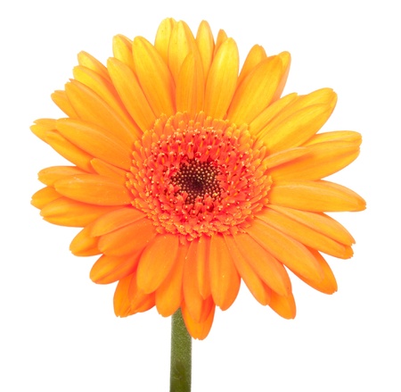 Beautiful orange gerbera, isolated on whiteの写真素材