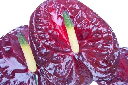 Purple anthurium (Flamingo flower) isolated on whiteの写真素材