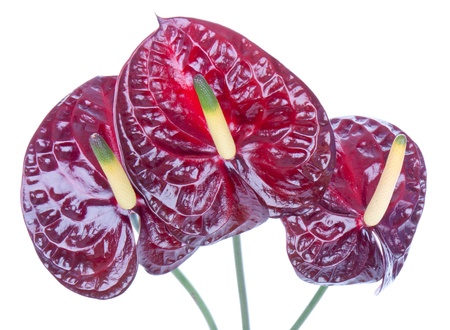 Three purple anthurium (Flamingo flowers) isolated on whiteの写真素材