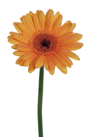 Beautiful orange gerbera, isolated on whiteの写真素材