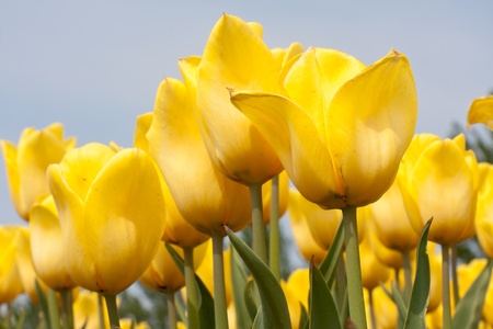 Beautiful yellow tulips against a blue skyの写真素材
