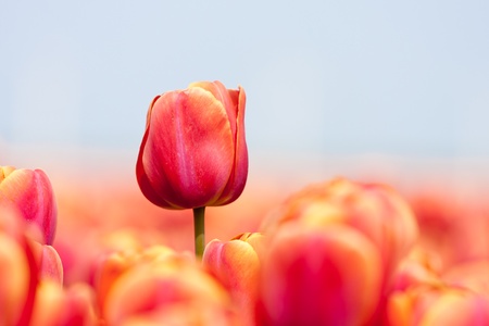 Pink tulip photographed with a selective focus and a shallow depth of fieldの写真素材