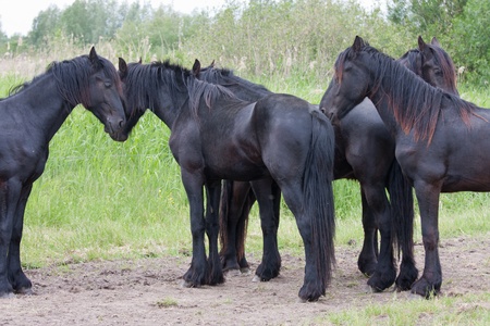Five beautiful black horses, standing together in the meadowの写真素材