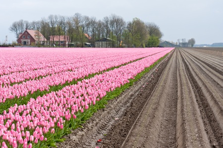 Big field with numerous of red and purple tulips in the Netherlandsの写真素材