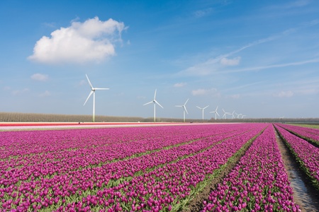 Big Dutch purple tulip field with windturbinesの写真素材