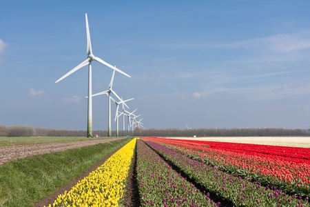 Big Dutch colorful tulip fields with windturbinesの写真素材