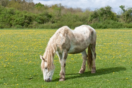 Old horse in a meadow with dandelionsの写真素材