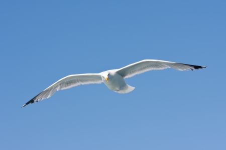 A herring gull (Larus argentatus) flying in the blue skyの写真素材