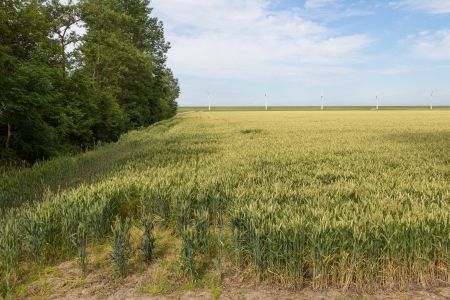 Farmland with wheat in the Netherlandsの写真素材