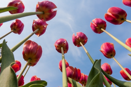 Beautiful red tulips looking to the blue skyの写真素材