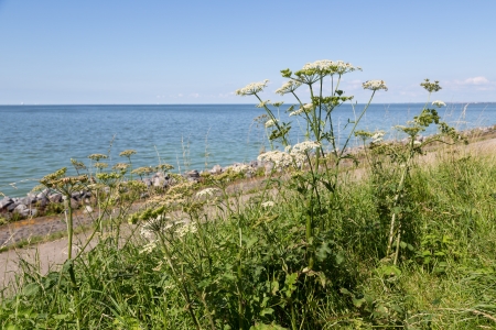 Dutch coast with achillea blooming  at the dikeの写真素材