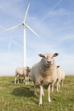 Windmill and sheep in the Netherlandsの写真素材