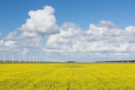 Dutch windturbines behind a yellow coleseed fieldの写真素材