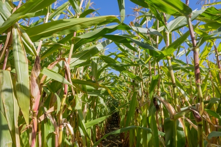Path through a big cornfieldの写真素材