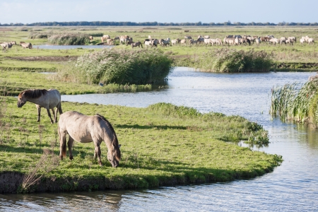 Horses in Dutch national park Oostvaardersplassenの写真素材